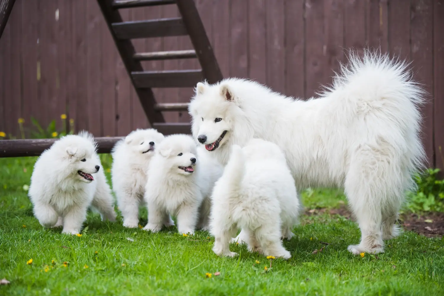 Acheter un chiot samoyède, c'est prendre ses responsabilités ! Acheter des chiots samoyèdes.