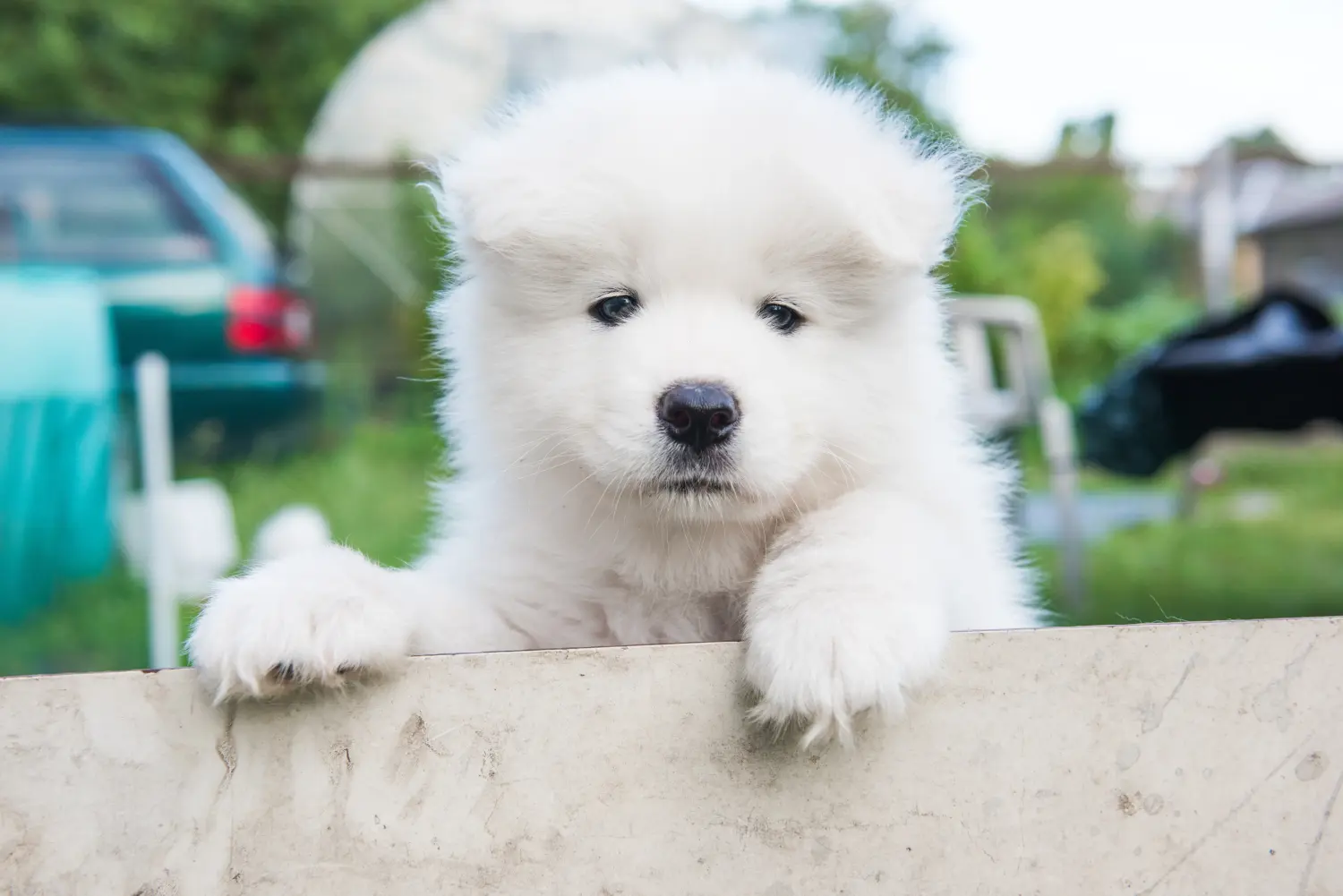 Acheter un chiot samoyède, c'est prendre ses responsabilités ! Acheter des chiots samoyèdes.