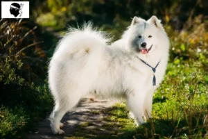 Lire la suite à propos de l’article Éleveurs de samoyèdes et chiots en Corse