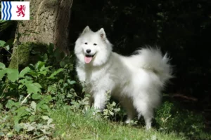 Lire la suite à propos de l’article Éleveurs de Samoyèdes et chiots en Nouvelle-Aquitaine