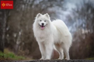 Lire la suite à propos de l’article Éleveurs de Samoyèdes et chiots en Occitanie