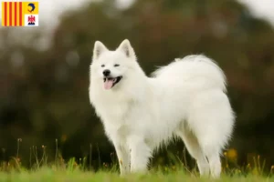 Lire la suite à propos de l’article Éleveurs de Samoyèdes et chiots en Provence-Alpes-Côte d’Azur