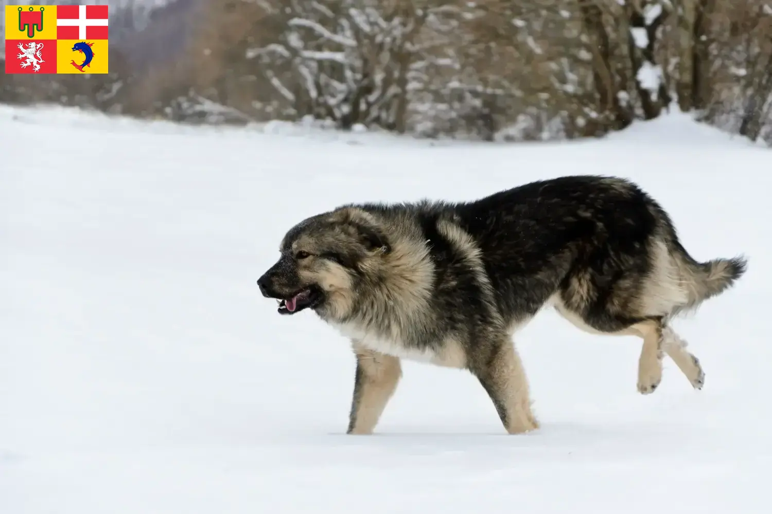 Šarplaninac chiots et éleveurs Auvergne-Rhône-Alpes Ici tu trouves les éleveurs de Šarplaninac en Auvergne-Rhône-Alpes.