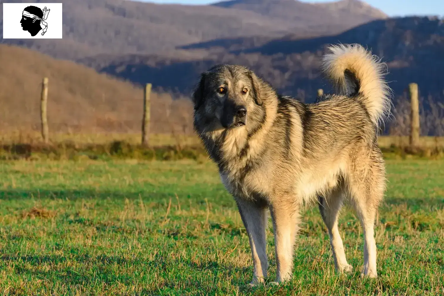 Šarplaninac chiots et éleveurs Corse Ici tu trouves les éleveurs de Šarplaninac en Corse.