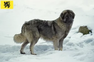 Lire la suite à propos de l’article Šarplaninac éleveurs et chiots en Flandre