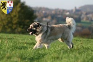 Lire la suite à propos de l’article Šarplaninac éleveurs et chiots en Hauts-de-France