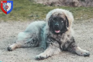 Lire la suite à propos de l’article Šarplaninac éleveurs et chiots en Pays de la Loire