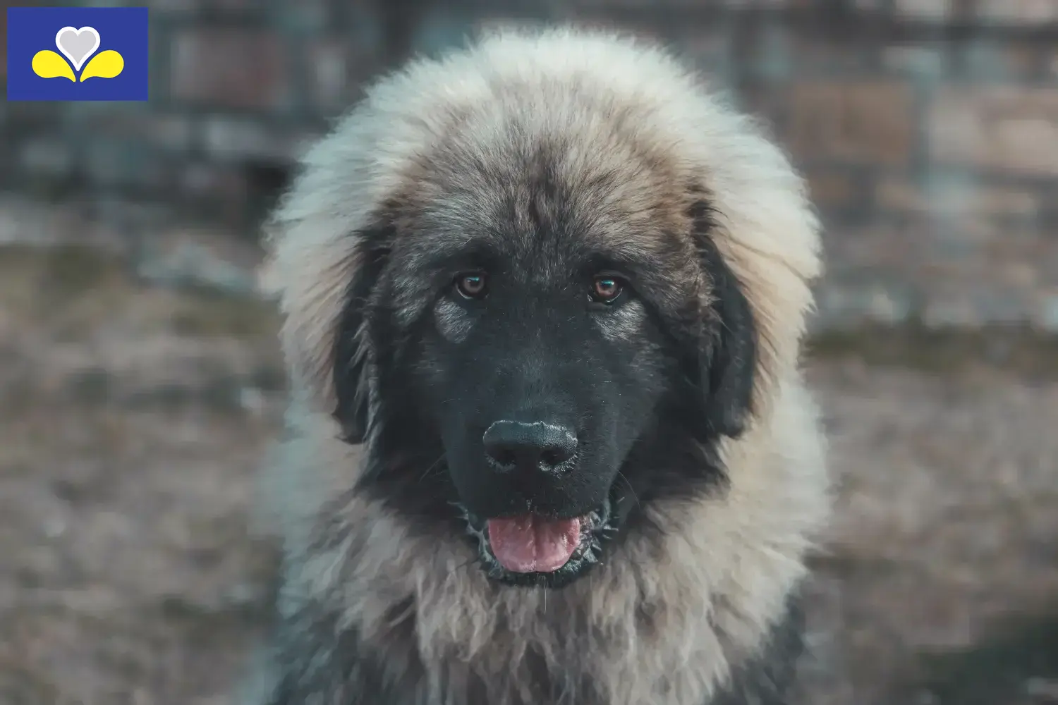 Šarplaninac Chiots et éleveurs Région de Bruxelles-Capitale Ici, tu trouveras les éleveurs de Šarplaninac en Région de Bruxelles-Capitale.