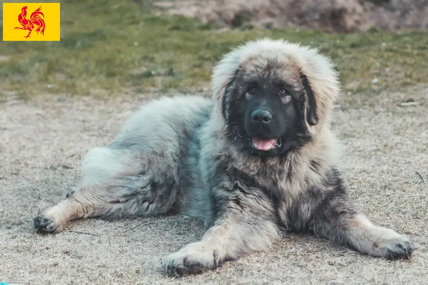 Šarplaninac Chiots et éleveurs Région wallonne Ici vous trouverez les éleveurs de Šarplaninac en Région Wallonne.