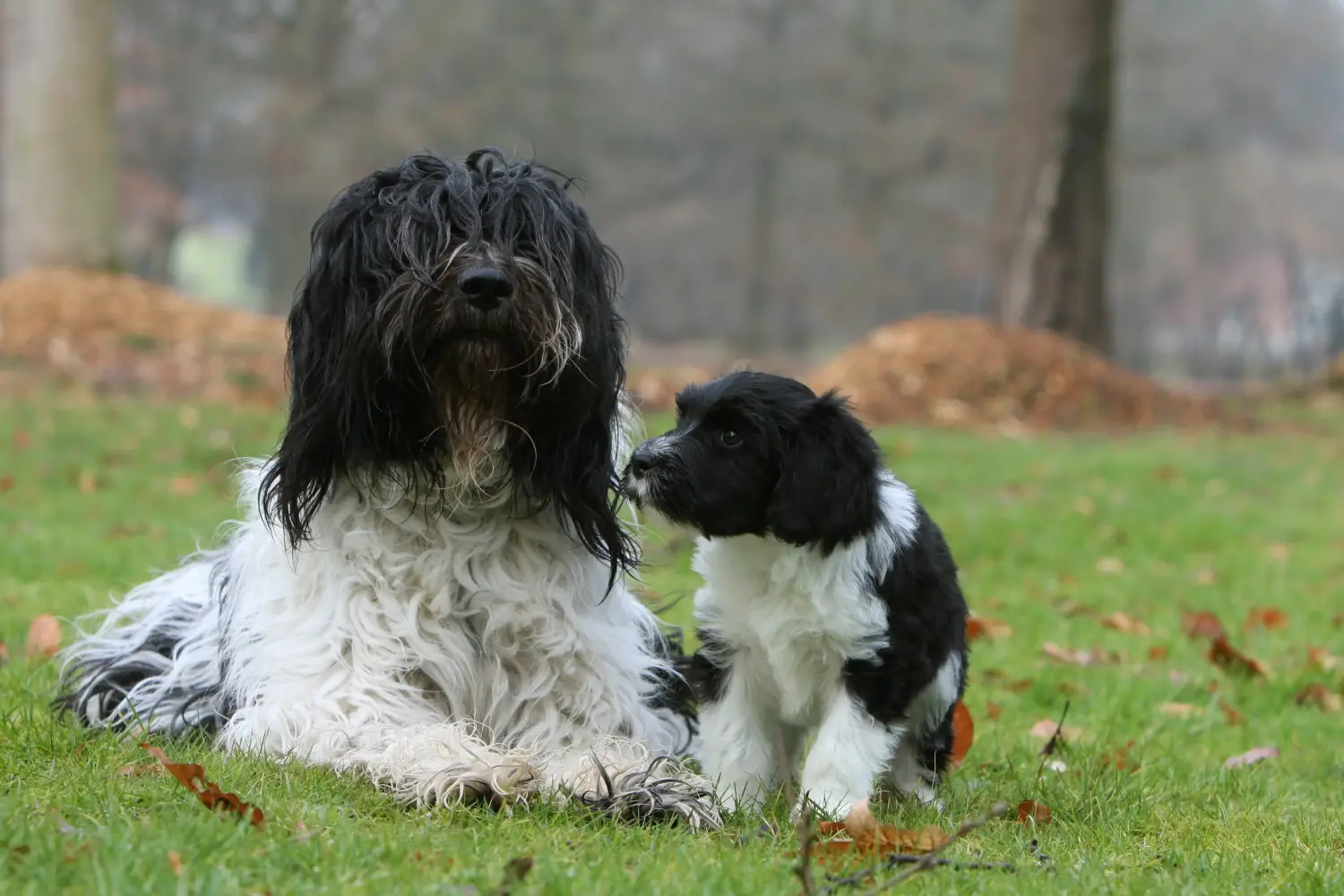 Acheter un chiot Schapendoes, c'est prendre ses responsabilités ! Acheter des chiots Schapendoes.