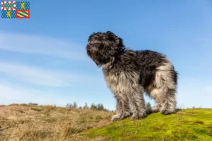 Lire la suite à propos de l’article Éleveurs de Schapendoes et chiots en Bourgogne-Franche-Comté