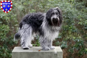 Lire la suite à propos de l’article Éleveurs de Schapendoes et chiots en Centre-Val de Loire