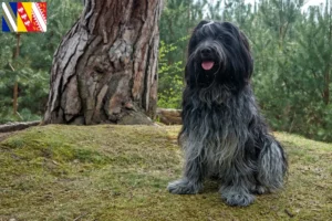 Lire la suite à propos de l’article Éleveurs de Schapendoes et chiots en Grand Est