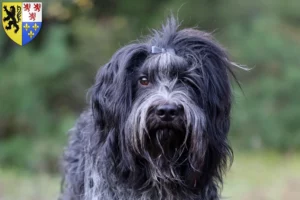 Lire la suite à propos de l’article Éleveurs de Schapendoes et chiots en Hauts-de-France