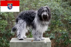 Lire la suite à propos de l’article Schapendoes éleveurs et chiots en Hesse