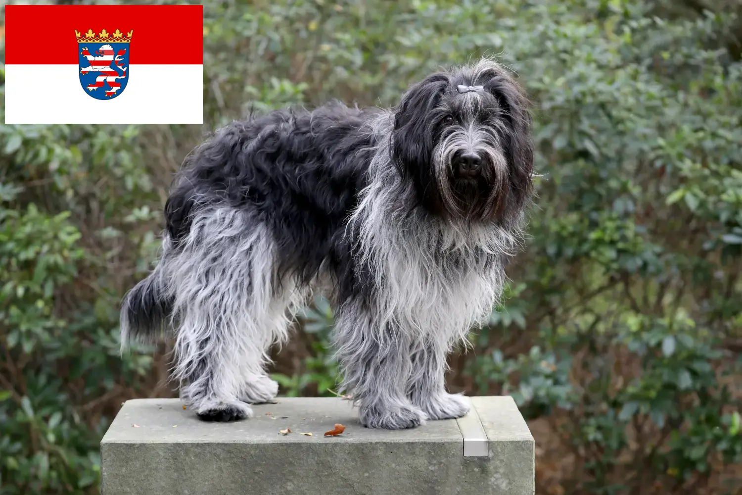 Schapendoes chiots et éleveurs Hesse Ici vous trouverez des éleveurs de Schapendoes en Hesse.
