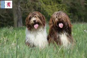Lire la suite à propos de l’article Éleveurs de Schapendoes et chiots en Nouvelle-Aquitaine