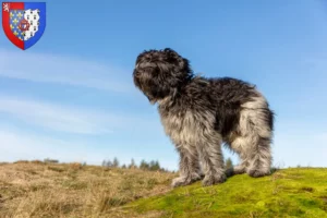 Lire la suite à propos de l’article Éleveurs de Schapendoes et chiots en Pays de la Loire