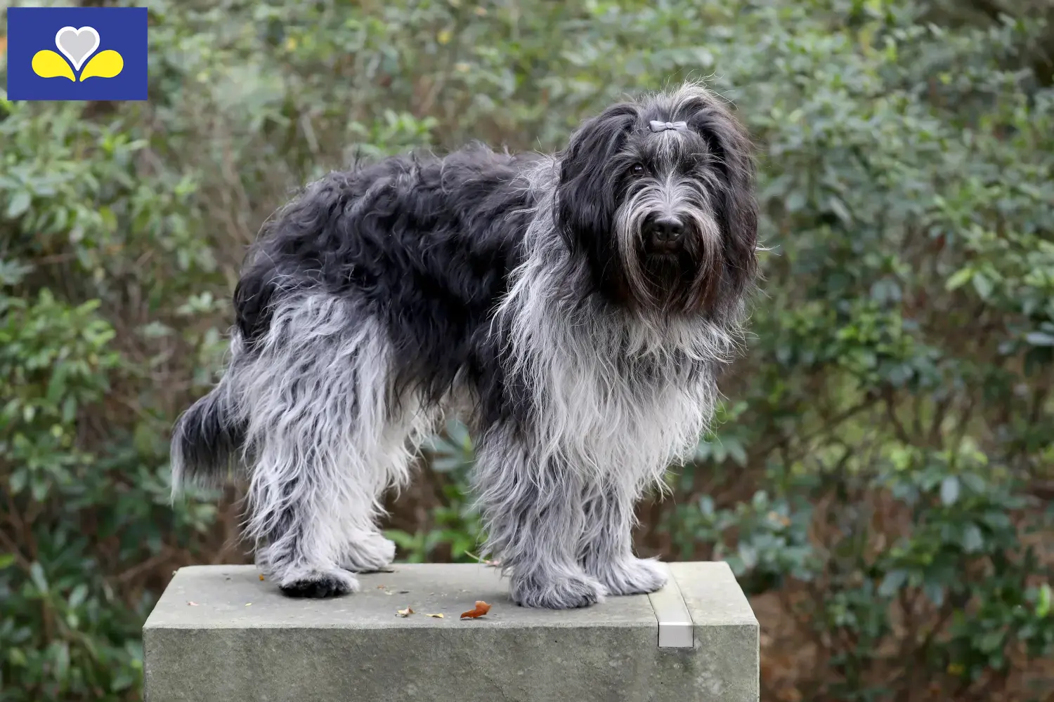 Schapendoes chiots et éleveurs Région de Bruxelles-Capitale Ici, tu trouveras des éleveurs de Schapendoes en Région de Bruxelles-Capitale.