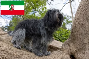 Lire la suite à propos de l’article Schapendoes éleveurs et chiots en Rhénanie du Nord-Westphalie