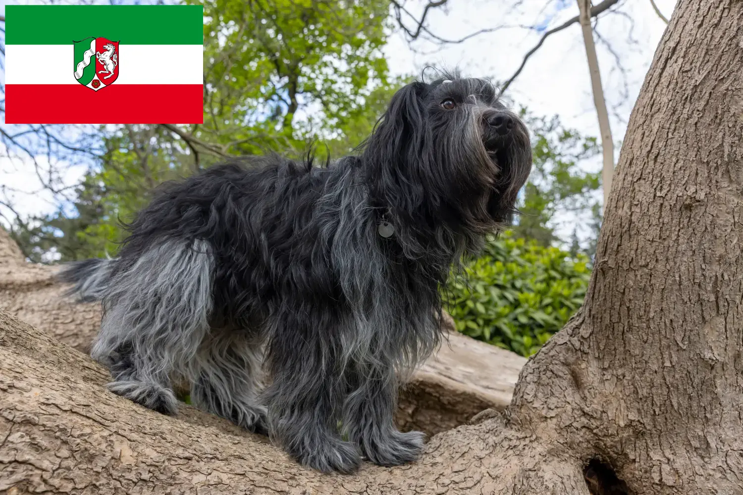 Schapendoes chiots et éleveurs Rhénanie-du-Nord-Westphalie Ici, tu trouveras des éleveurs de Schapendoes en Rhénanie-du-Nord-Westphalie.