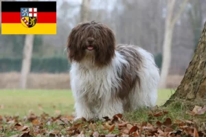 Lire la suite à propos de l’article Éleveurs de Schapendoes et chiots en Sarre