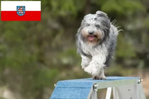 Lire la suite à propos de l’article Schapendoes éleveurs et chiots en Thuringe