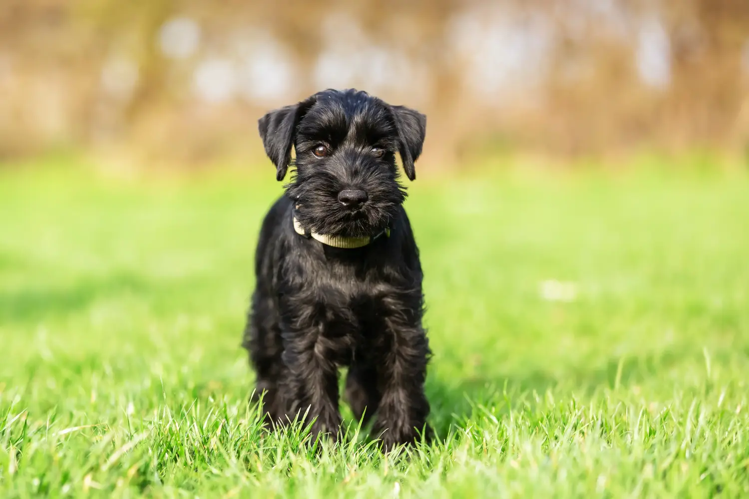 Acheter un chiot schnauzer, c'est prendre ses responsabilités ! Acheter des chiots Schnauzer.