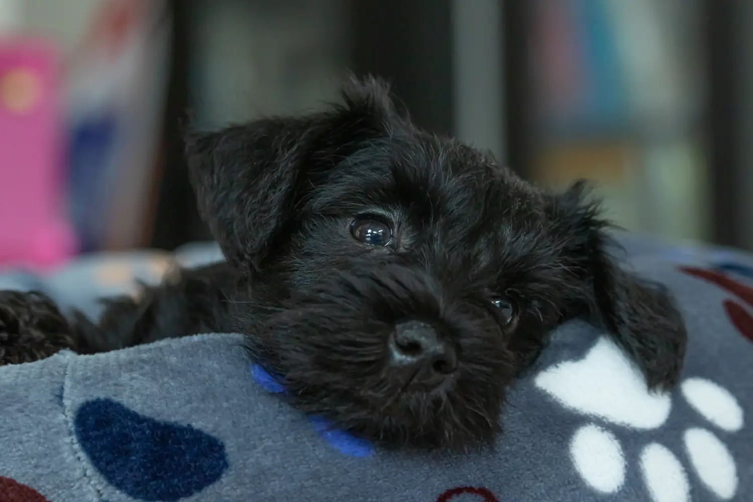 Acheter un chiot schnauzer, c'est prendre ses responsabilités ! Acheter des chiots Schnauzer.