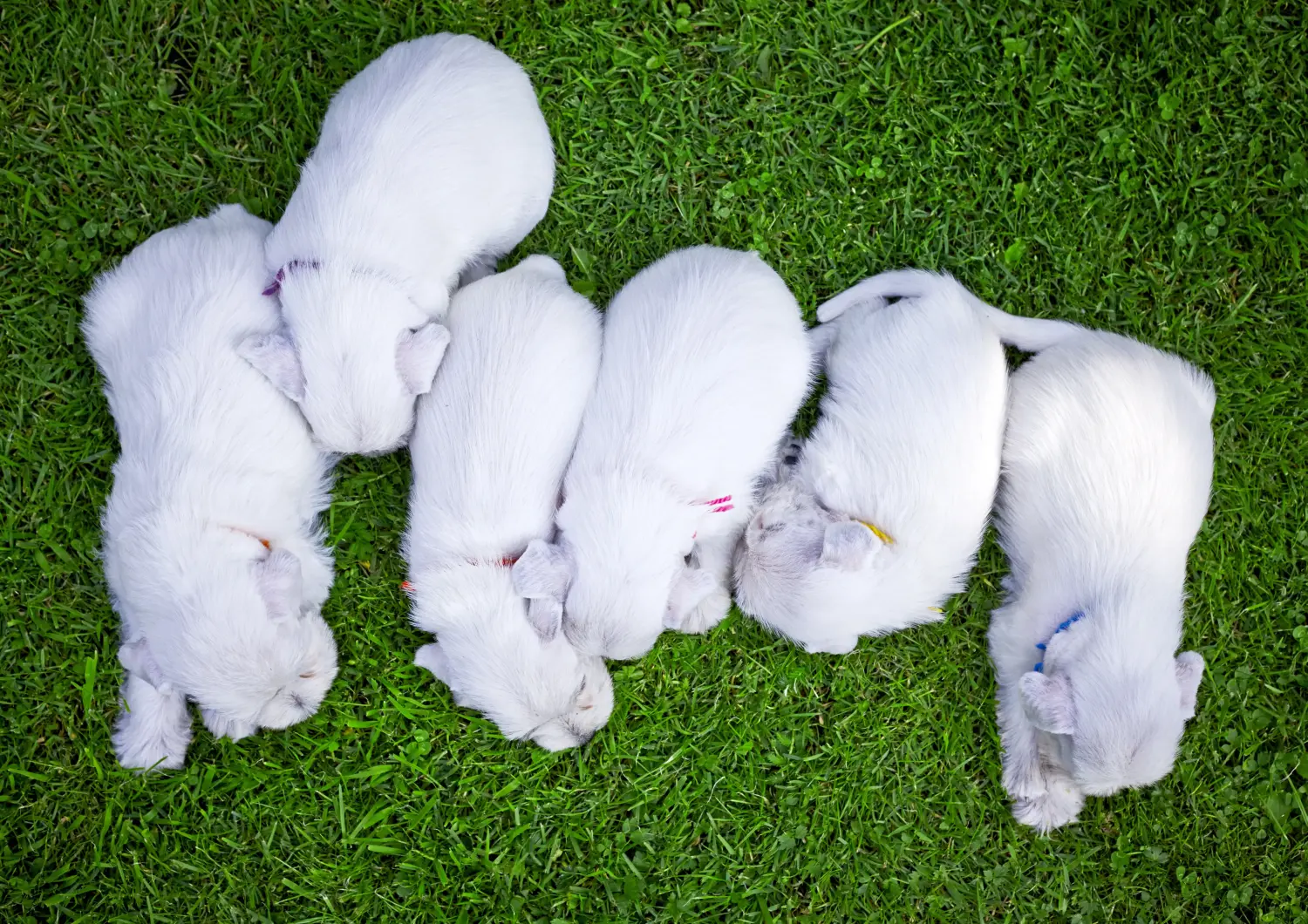 Acheter un chiot schnauzer, c'est prendre ses responsabilités ! Acheter des chiots Schnauzer.
