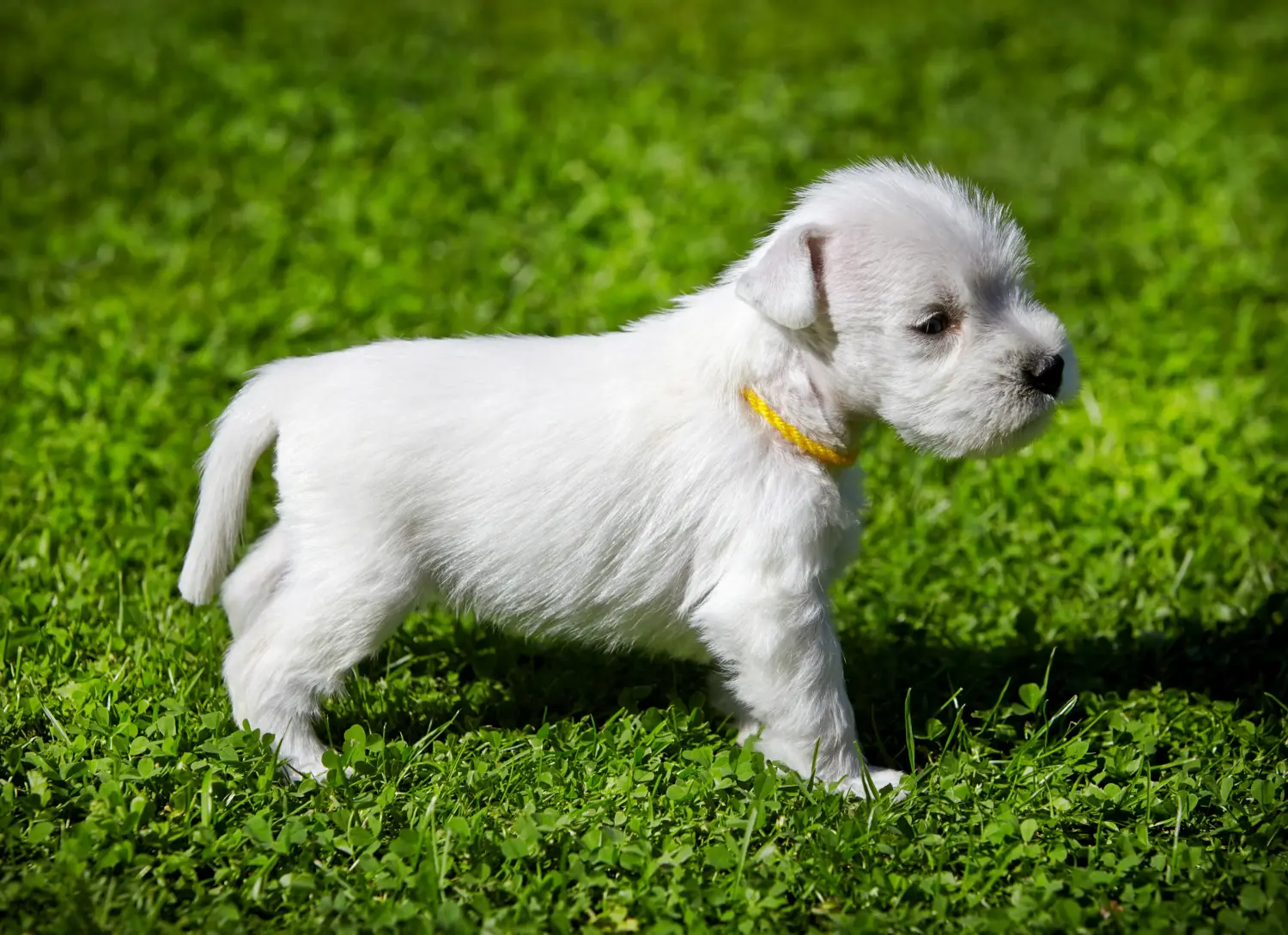 Acheter un chiot schnauzer, c'est prendre ses responsabilités ! Acheter des chiots Schnauzer.