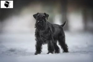 Lire la suite à propos de l’article Éleveurs de schnauzers et chiots en Corse