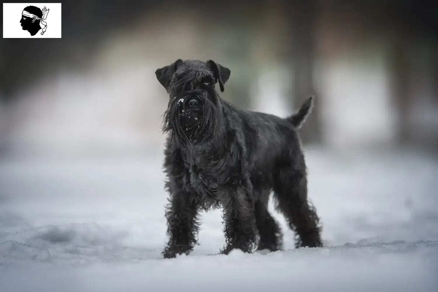 Schnauzer chiots et éleveurs Corse Ici, tu trouveras des éleveurs de schnauzers en Corse.