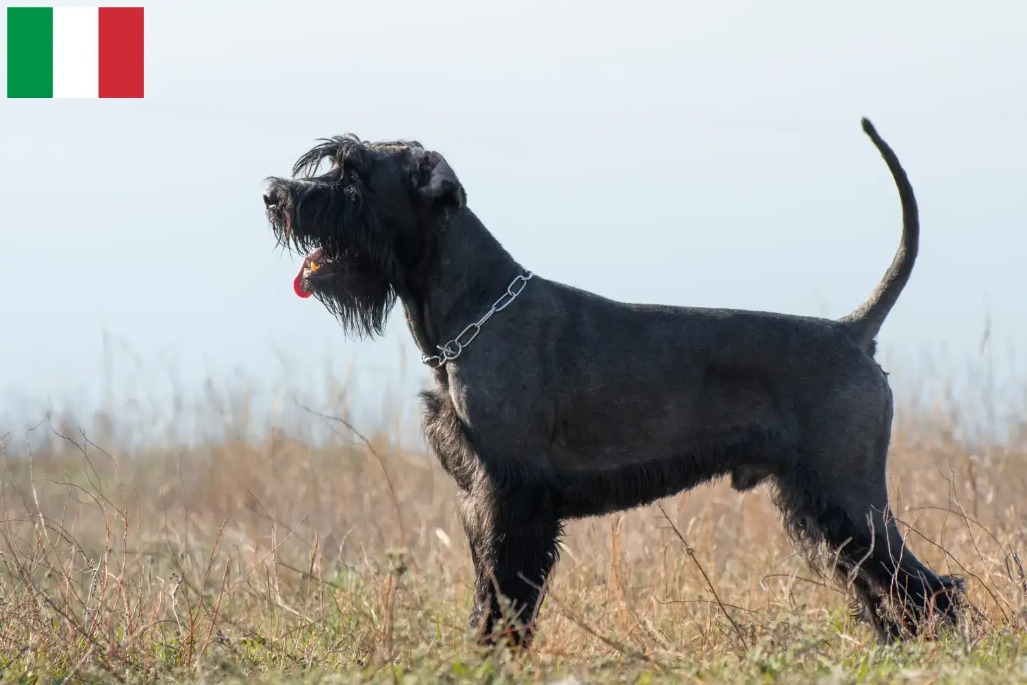 Schnauzer chiots et éleveurs Italie Ici, tu trouveras des éleveurs de schnauzers en Italie.