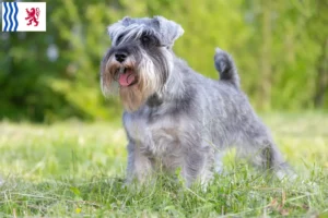 Lire la suite à propos de l’article Éleveurs de schnauzers et chiots en Nouvelle-Aquitaine