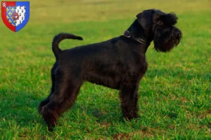 Lire la suite à propos de l’article Éleveurs de schnauzers et chiots en Pays de la Loire
