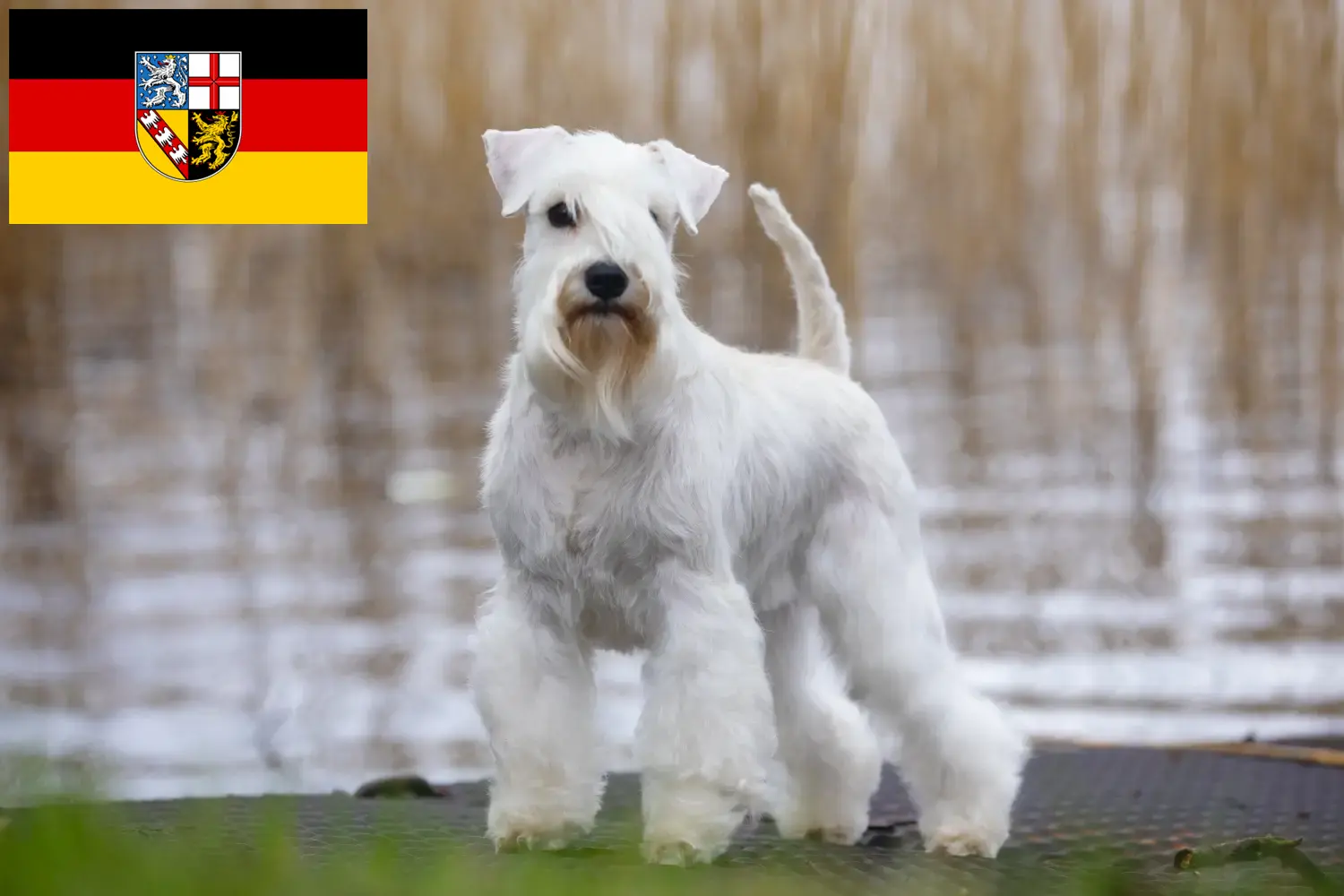 Schnauzer chiots et éleveurs Saarland Ici, tu trouveras des éleveurs de schnauzers en Sarre.