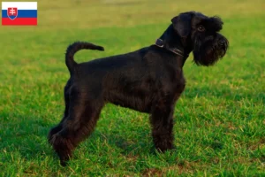 Lire la suite à propos de l’article Schnauzer éleveurs et chiots en Slovaquie