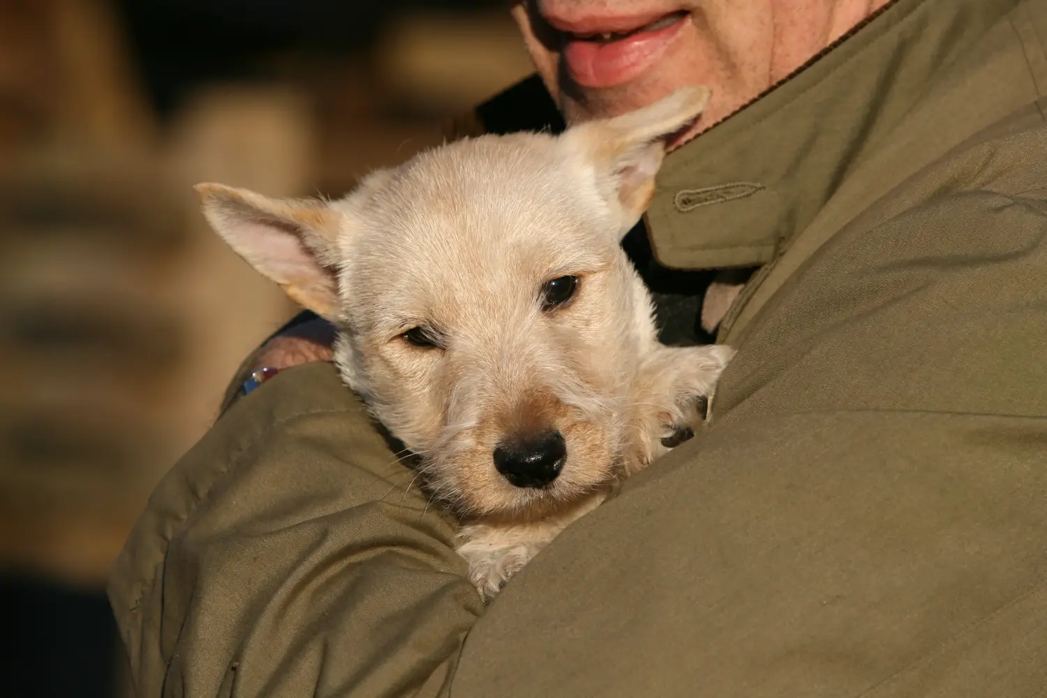 Acheter un chiot Scottish Terrier, c'est prendre ses responsabilités ! Acheter un chiot Scottish Terrier.