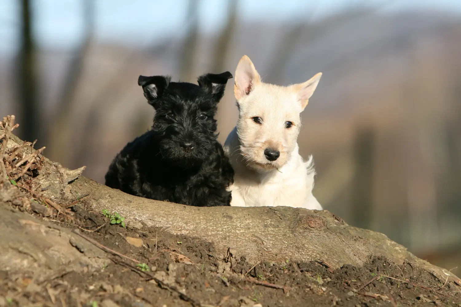 Acheter un chiot Scottish Terrier, c'est prendre ses responsabilités ! Acheter un chiot Scottish Terrier.