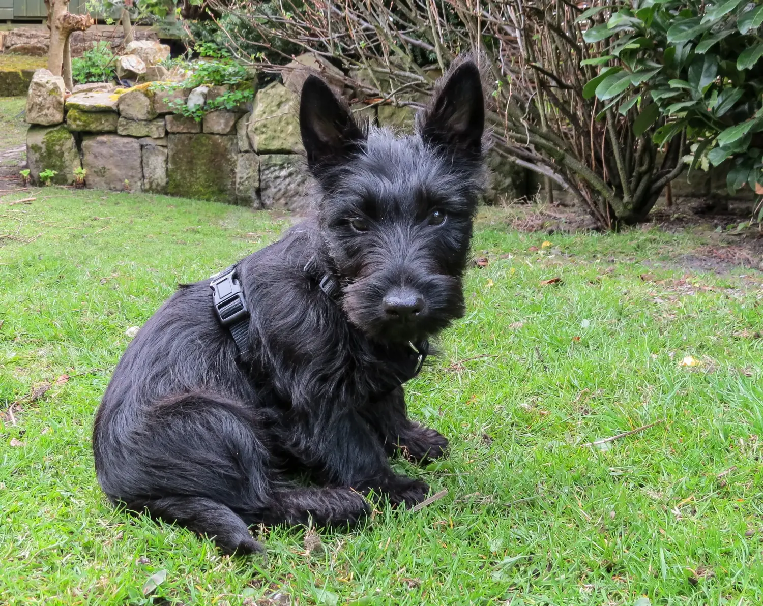 Acheter un chiot Scottish Terrier, c'est prendre ses responsabilités ! Acheter un chiot Scottish Terrier.