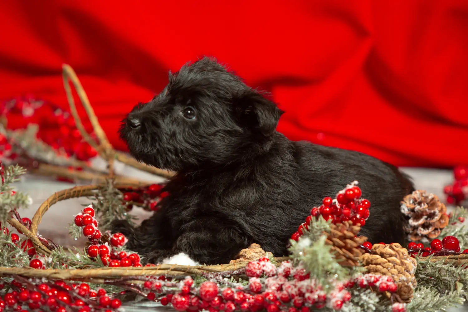 Acheter un chiot Scottish Terrier, c'est prendre ses responsabilités ! Acheter un chiot Scottish Terrier.