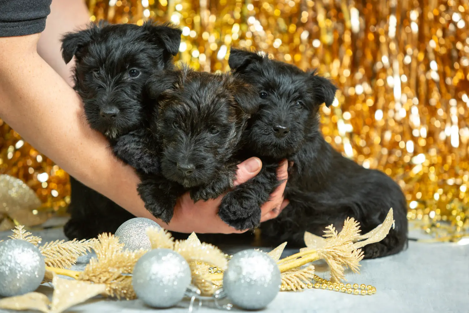 Acheter un chiot Scottish Terrier, c'est prendre ses responsabilités ! Acheter un chiot Scottish Terrier.