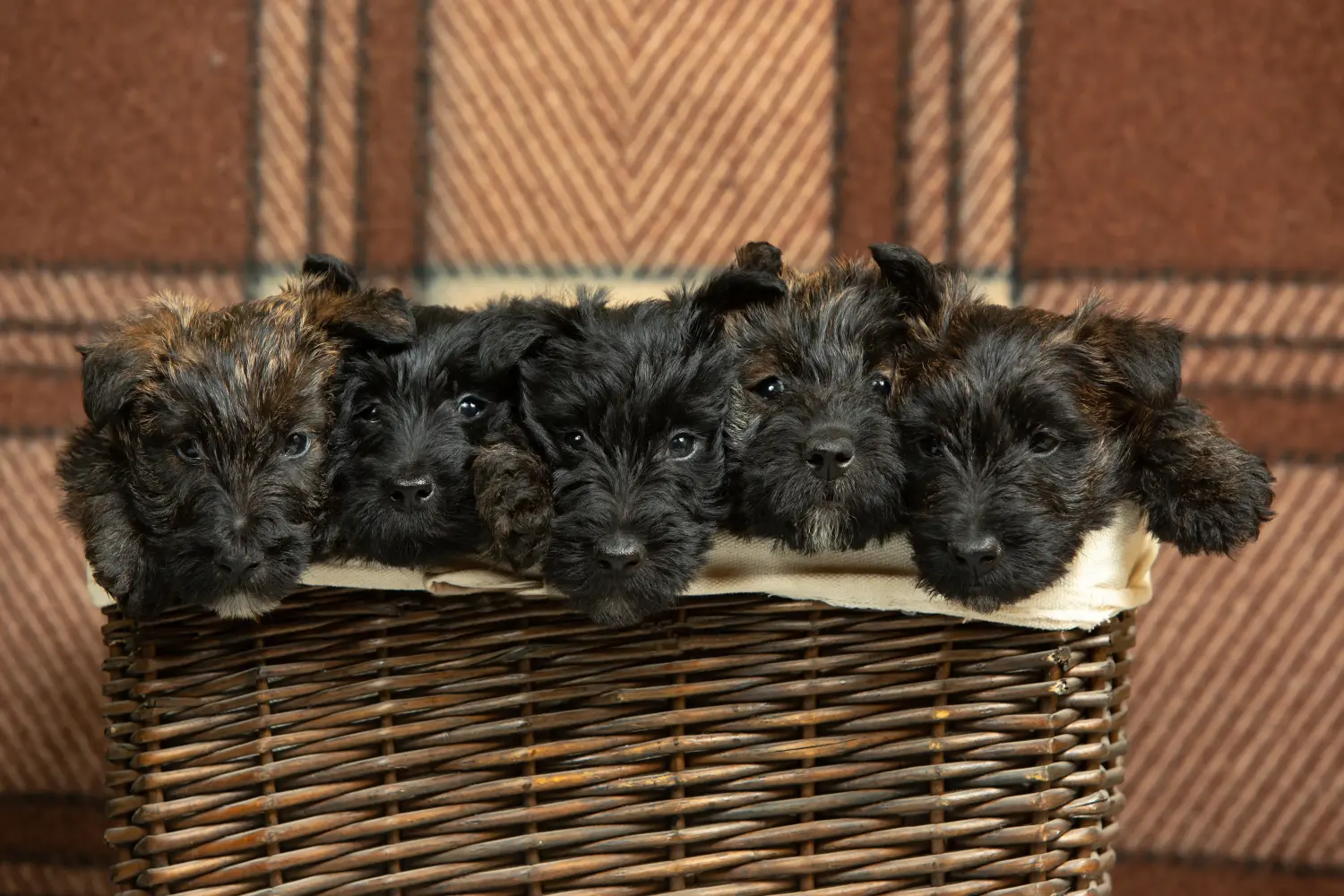 Acheter un chiot Scottish Terrier, c'est prendre ses responsabilités ! Acheter un chiot Scottish Terrier.