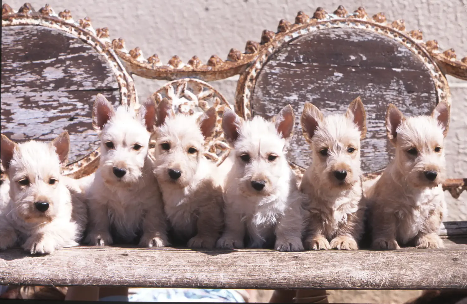 Acheter un chiot Scottish Terrier, c'est prendre ses responsabilités ! Acheter un chiot Scottish Terrier.
