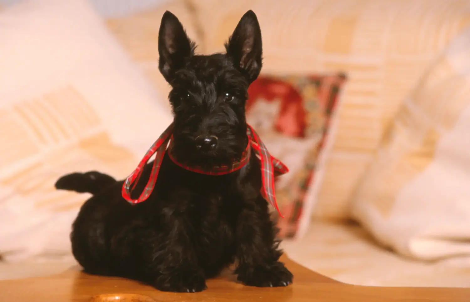 Acheter un chiot Scottish Terrier, c'est prendre ses responsabilités ! Acheter un chiot Scottish Terrier.