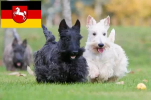 Lire la suite à propos de l’article Éleveurs de Scottish Terriers et chiots en Basse-Saxe
