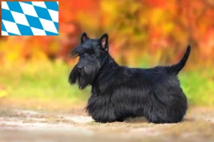 Lire la suite à propos de l’article Éleveurs de Scottish Terriers et chiots en Bavière