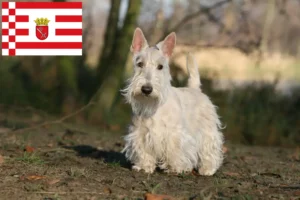 Lire la suite à propos de l’article Éleveurs de Scottish Terriers et chiots à Brême