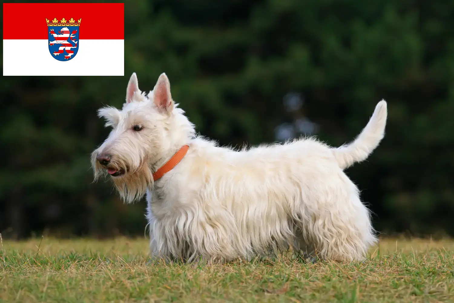Scottish Terrier chiots et éleveurs Hesse Ici, tu trouveras des éleveurs de Scottish Terriers en Hesse.
